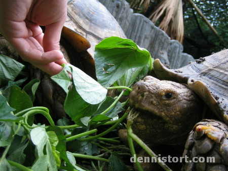 Tortoises in Avilon Zoo, Rizal Philippines